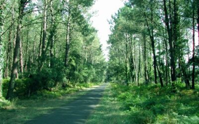 Piste cyclable de Léon à Seignosse