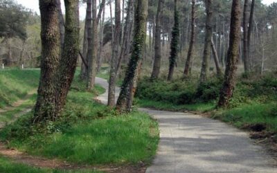 Piste cyclable entre Pontenx-les-forges et Mimizan plage