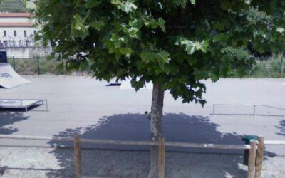 Skatepark d’Ampuis