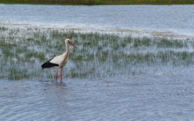 Voie Verte de Quend-Plage au Parc de Marquenterre
